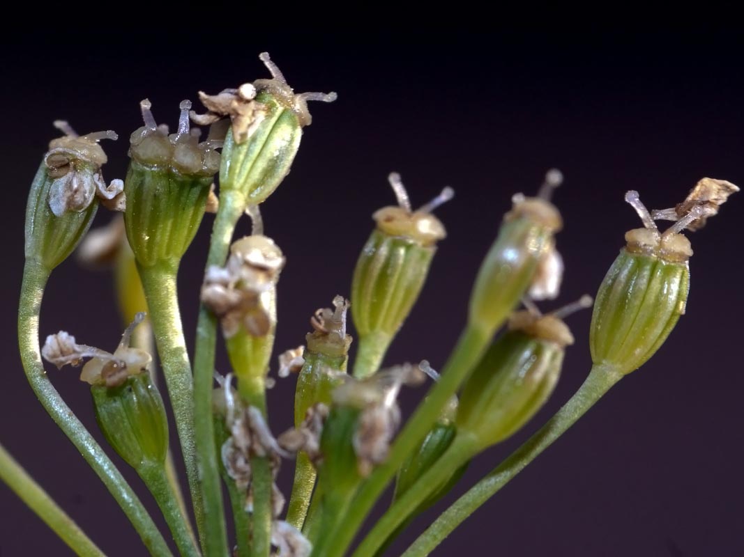 Caraway
